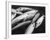 Fresh Salmon Catch-null-Framed Photographic Print