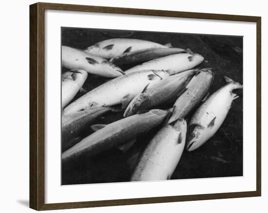Fresh Salmon Catch-null-Framed Photographic Print