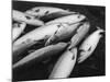 Fresh Salmon Catch-null-Mounted Photographic Print