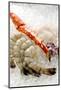 Fresh Seafood on Ice-Foodcollection-Mounted Photographic Print