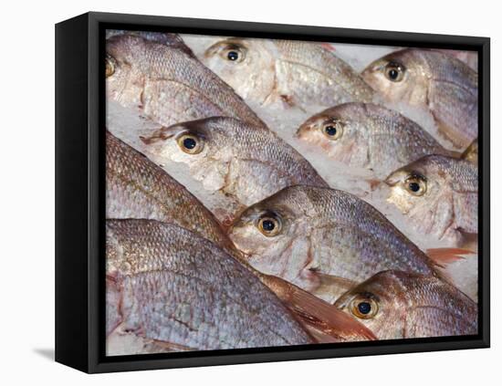 Fresh Seafood Sits on Ice Ready at Sydney's Fish Market at Pyrmont, Australia-Andrew Watson-Framed Stretched Canvas