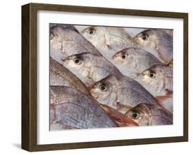 Fresh Seafood Sits on Ice Ready at Sydney's Fish Market at Pyrmont, Australia-Andrew Watson-Framed Photographic Print