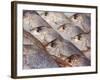 Fresh Seafood Sits on Ice Ready at Sydney's Fish Market at Pyrmont, Australia-Andrew Watson-Framed Photographic Print