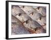 Fresh Seafood Sits on Ice Ready at Sydney's Fish Market at Pyrmont, Australia-Andrew Watson-Framed Photographic Print