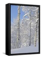 Fresh Snow, Big Cottonwood Canyon, Uinta Wasatch Cache Nf, Utah-Howie Garber-Framed Stretched Canvas