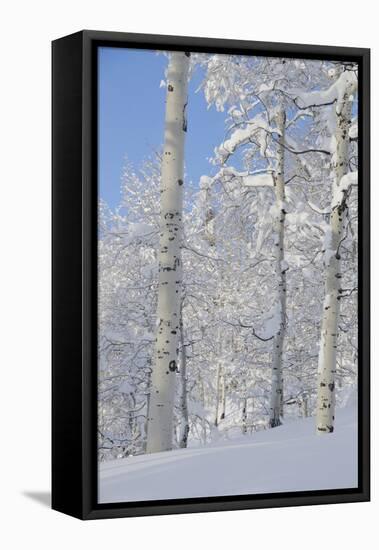 Fresh Snow, Big Cottonwood Canyon, Uinta Wasatch Cache Nf, Utah-Howie Garber-Framed Stretched Canvas