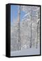 Fresh Snow, Big Cottonwood Canyon, Uinta Wasatch Cache Nf, Utah-Howie Garber-Framed Stretched Canvas