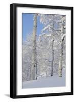 Fresh Snow, Big Cottonwood Canyon, Uinta Wasatch Cache Nf, Utah-Howie Garber-Framed Premium Photographic Print