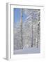 Fresh Snow, Big Cottonwood Canyon, Uinta Wasatch Cache Nf, Utah-Howie Garber-Framed Premium Photographic Print