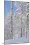 Fresh Snow, Big Cottonwood Canyon, Uinta Wasatch Cache Nf, Utah-Howie Garber-Mounted Premium Photographic Print