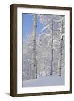 Fresh Snow, Big Cottonwood Canyon, Uinta Wasatch Cache Nf, Utah-Howie Garber-Framed Photographic Print