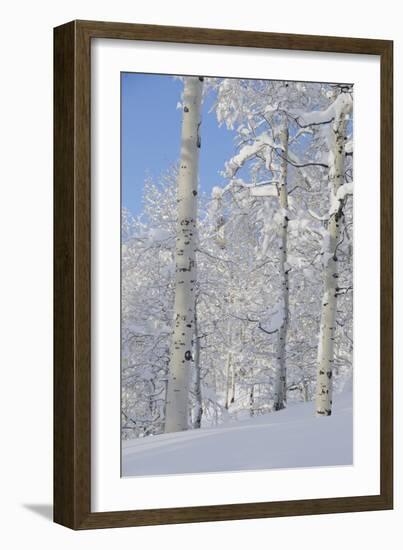 Fresh Snow, Big Cottonwood Canyon, Uinta Wasatch Cache Nf, Utah-Howie Garber-Framed Photographic Print