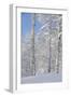 Fresh Snow, Big Cottonwood Canyon, Uinta Wasatch Cache Nf, Utah-Howie Garber-Framed Photographic Print