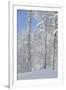 Fresh Snow, Big Cottonwood Canyon, Uinta Wasatch Cache Nf, Utah-Howie Garber-Framed Photographic Print