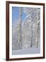 Fresh Snow, Big Cottonwood Canyon, Uinta Wasatch Cache Nf, Utah-Howie Garber-Framed Photographic Print