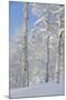 Fresh Snow, Big Cottonwood Canyon, Uinta Wasatch Cache Nf, Utah-Howie Garber-Mounted Photographic Print