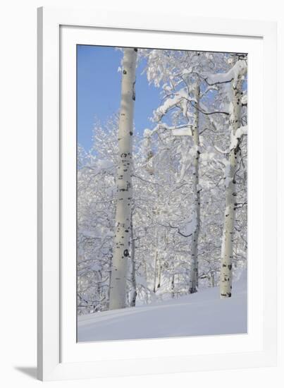 Fresh Snow, Big Cottonwood Canyon, Uinta Wasatch Cache Nf, Utah-Howie Garber-Framed Photographic Print