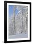 Fresh Snow, Big Cottonwood Canyon, Uinta Wasatch Cache Nf, Utah-Howie Garber-Framed Photographic Print