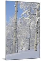 Fresh Snow, Big Cottonwood Canyon, Uinta Wasatch Cache Nf, Utah-Howie Garber-Mounted Photographic Print