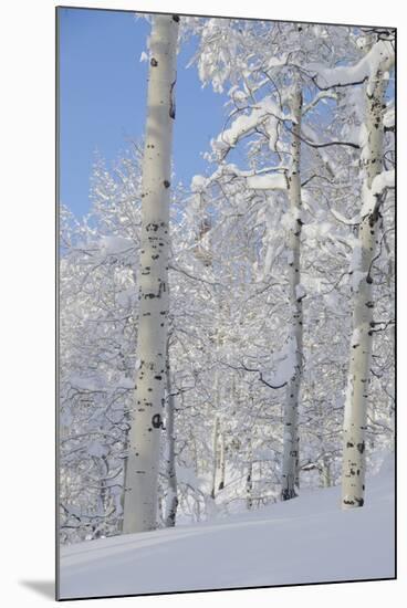 Fresh Snow, Big Cottonwood Canyon, Uinta Wasatch Cache Nf, Utah-Howie Garber-Mounted Photographic Print