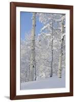 Fresh Snow, Big Cottonwood Canyon, Uinta Wasatch Cache Nf, Utah-Howie Garber-Framed Photographic Print