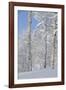 Fresh Snow, Big Cottonwood Canyon, Uinta Wasatch Cache Nf, Utah-Howie Garber-Framed Photographic Print