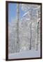 Fresh Snow, Big Cottonwood Canyon, Uinta Wasatch Cache Nf, Utah-Howie Garber-Framed Photographic Print