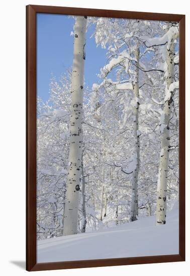 Fresh Snow, Big Cottonwood Canyon, Uinta Wasatch Cache Nf, Utah-Howie Garber-Framed Photographic Print