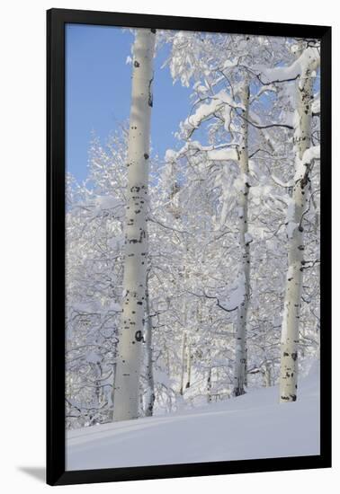 Fresh Snow, Big Cottonwood Canyon, Uinta Wasatch Cache Nf, Utah-Howie Garber-Framed Photographic Print