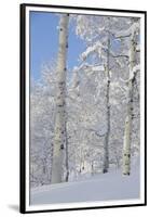 Fresh Snow, Big Cottonwood Canyon, Uinta Wasatch Cache Nf, Utah-Howie Garber-Framed Premium Photographic Print