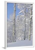 Fresh Snow, Big Cottonwood Canyon, Uinta Wasatch Cache Nf, Utah-Howie Garber-Framed Premium Photographic Print