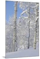 Fresh Snow, Big Cottonwood Canyon, Uinta Wasatch Cache Nf, Utah-Howie Garber-Mounted Premium Photographic Print