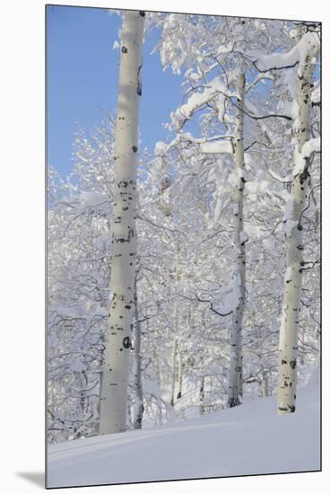 Fresh Snow, Big Cottonwood Canyon, Uinta Wasatch Cache Nf, Utah-Howie Garber-Mounted Premium Photographic Print