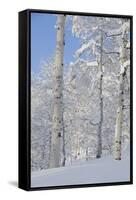 Fresh Snow, Big Cottonwood Canyon, Uinta Wasatch Cache Nf, Utah-Howie Garber-Framed Stretched Canvas