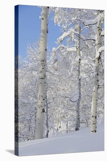 Fresh Snow, Big Cottonwood Canyon, Uinta Wasatch Cache Nf, Utah-Howie Garber-Stretched Canvas