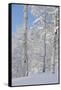 Fresh Snow, Big Cottonwood Canyon, Uinta Wasatch Cache Nf, Utah-Howie Garber-Framed Stretched Canvas