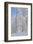 Fresh Snow, Big Cottonwood Canyon, Uinta Wasatch Cache Nf, Utah-Howie Garber-Framed Photographic Print