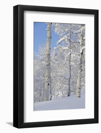 Fresh Snow, Big Cottonwood Canyon, Uinta Wasatch Cache Nf, Utah-Howie Garber-Framed Photographic Print