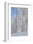 Fresh Snow, Big Cottonwood Canyon, Uinta Wasatch Cache Nf, Utah-Howie Garber-Framed Photographic Print