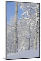 Fresh Snow, Big Cottonwood Canyon, Uinta Wasatch Cache Nf, Utah-Howie Garber-Mounted Photographic Print
