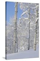 Fresh Snow, Big Cottonwood Canyon, Uinta Wasatch Cache Nf, Utah-Howie Garber-Stretched Canvas