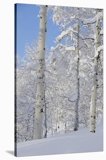 Fresh Snow, Big Cottonwood Canyon, Uinta Wasatch Cache Nf, Utah-Howie Garber-Stretched Canvas