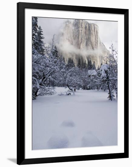 Fresh Snow Fall on El Capitan in Yosemite Valley, Yosemite National Park, California, USA-Kober Christian-Framed Photographic Print