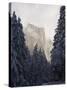 Fresh Snow Fall on El Capitan in Yosemite Valley, Yosemite National Park, California, USA-Kober Christian-Stretched Canvas