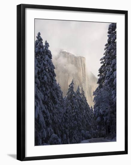 Fresh Snow Fall on El Capitan in Yosemite Valley, Yosemite National Park, California, USA-Kober Christian-Framed Photographic Print