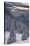 Fresh Snow in Evergreens, Wasatch Mountains, Uinta-Wasatch-Cache, Utah-Howie Garber-Stretched Canvas