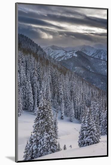 Fresh Snow in Evergreens, Wasatch Mountains, Uinta-Wasatch-Cache, Utah-Howie Garber-Mounted Photographic Print