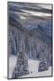 Fresh Snow in Evergreens, Wasatch Mountains, Uinta-Wasatch-Cache, Utah-Howie Garber-Mounted Photographic Print