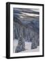 Fresh Snow in Evergreens, Wasatch Mountains, Uinta-Wasatch-Cache, Utah-Howie Garber-Framed Photographic Print