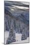 Fresh Snow in Evergreens, Wasatch Mountains, Uinta-Wasatch-Cache, Utah-Howie Garber-Mounted Photographic Print